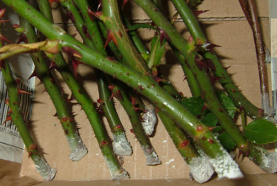 Rosenstecklinge_Excelsa.jpg