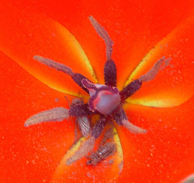 Tulipa_praestans-2.jpg