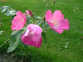 Rosa_chinensin_Unermudliche_DSCF0267_klein.jpg
