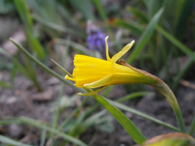 narcissus_bulbocodium.jpg
