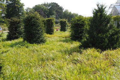 Hakonechloa_Wisley_web.jpg