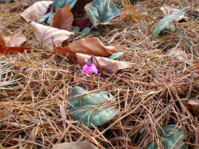 herbstcyclamen.jpg