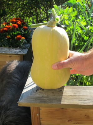 Butternut.jpg