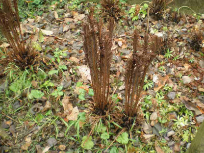 matteucciastruthiopterisherbst.jpg