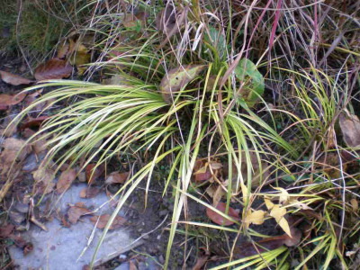 acorusgramineusogon.jpg