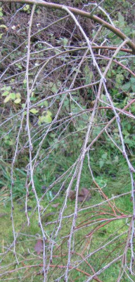 Betula_Trosts_Dwarf_101120.jpg