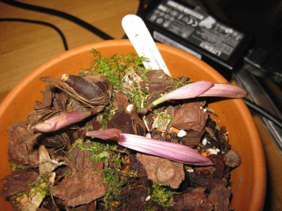 Alishan_merlinK.jpg