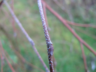 Betula_Trosts_Dwarf_101120_2.jpg