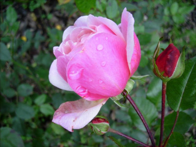 Strauchrose_unbekannt_20112010.jpg