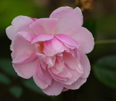 IMGP3229.jpg