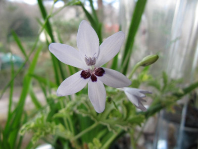 Anomatheca_laxa_Azurea_101121.jpg