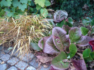 BergenieHakonechloa1.jpg