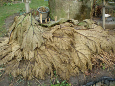 gunneramanicatawinterkleid.jpg