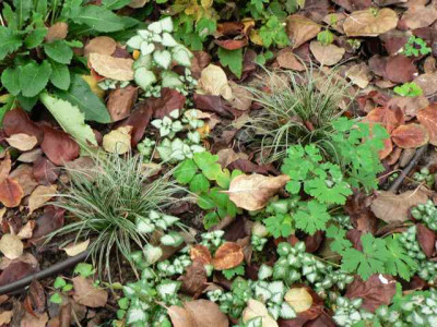 G20101121_11.jpg