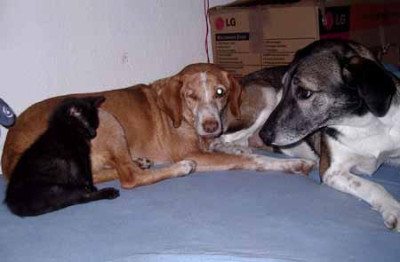 Schwarztier_mit_Hunden_Kopie_2.jpg