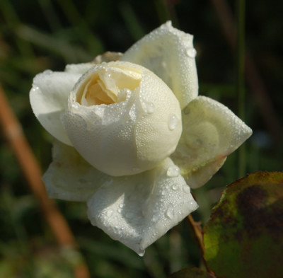 Guinevere_0010__82623.jpg