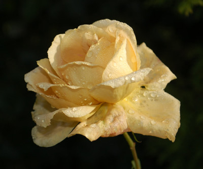 Honey_Dijon_0010__82610.jpg