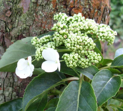 Hydrangea_x_Semiola_800x600.jpg