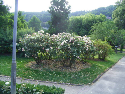 Edengruppe_Ende_Juni_04_.JPG