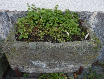Futtertrog_2_fars_2010.jpg