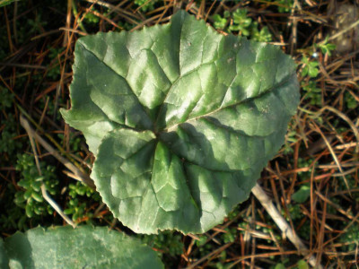 cyclamenblatt5.jpg