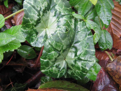Cyclamen_TaTo_1.jpg