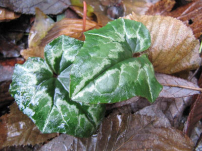 Cyclamen_TaTo_2.jpg
