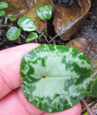 Cyclamen_TaTo_Samlinge.jpg