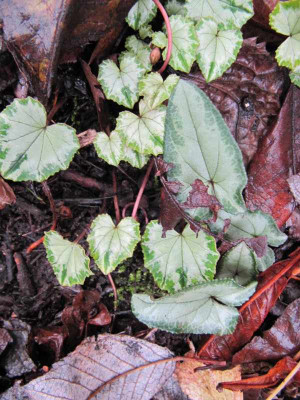 Cyclamen_hederifolium_101123_1.jpg