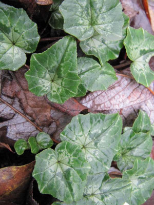 Cyclamen_hederifolium_101123_2.jpg
