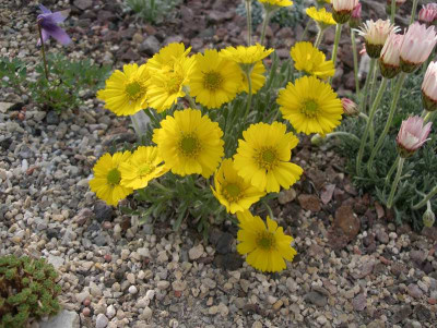 comp_Tetraneuris_acaulis_var._caespitosa_24.04.10__.jpg