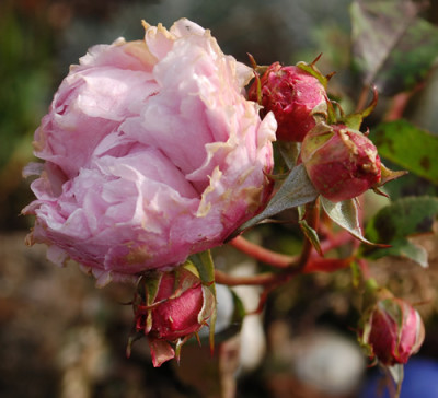 Mary_Rose_0010__82598.jpg