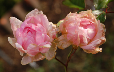 Opal_Brunner_0010__82614.jpg