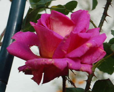 Mme_Bovary_0010__82628.jpg