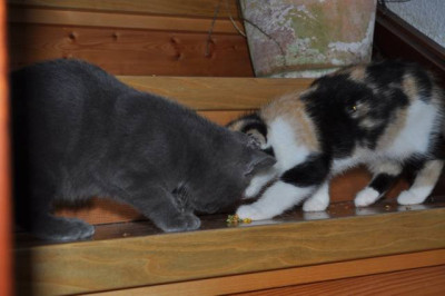 Katzenkinder5.jpg