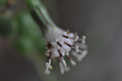 Rhipsalis.JPG