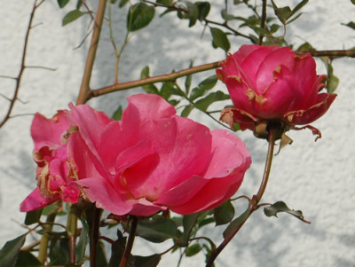 Romanze_0010__82630.jpg
