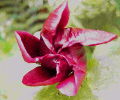 Stockrose_schwarz.jpg