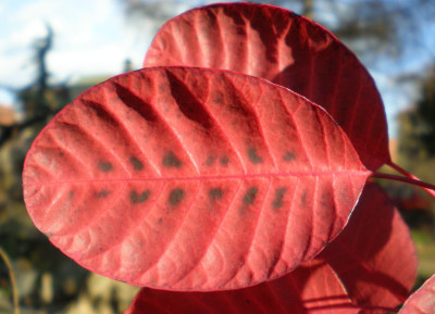 cotinuscoggygriaherbst.jpg
