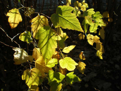 physocarpusopulifoliusdartsgoldherbst.jpg