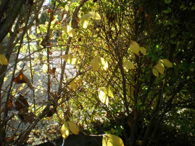 weigeliaherbst.jpg