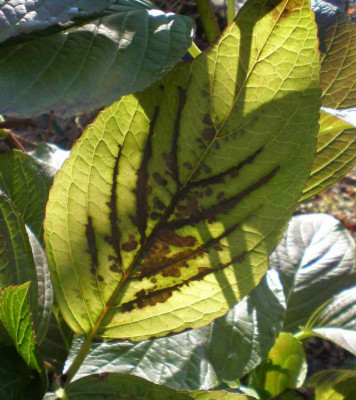 hydrangeablattherbst.jpg