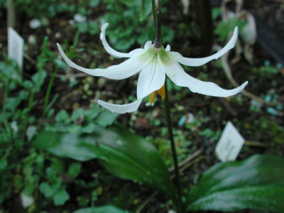 Erythronium_elegans.jpg