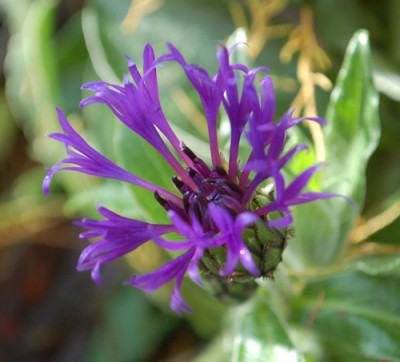 Centaurea_montana_0010__82602.jpg