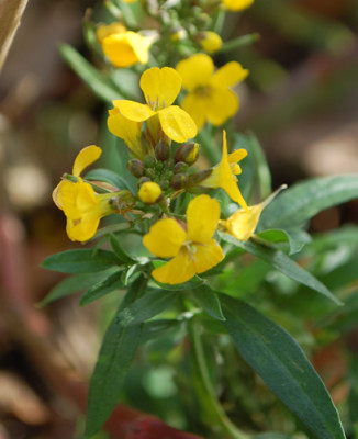 Erysimum_helveticum_0010_82586.jpg