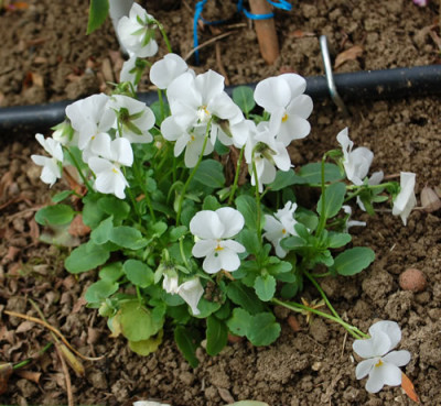 Viola__0010_82385.jpg