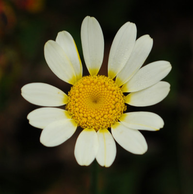 Anthemis_tinctoria_Mrs._E.C._Buxton_0010__81228.jpg