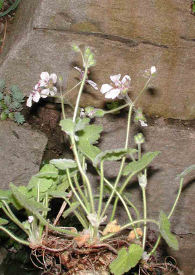Erodium_pelargoniflorum_Habitus.jpg