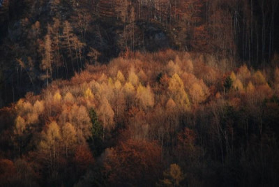 spaetherbstwald.jpg