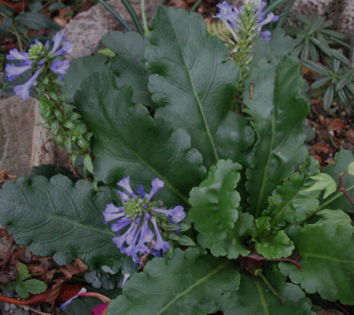 Wulfenia_x_schwarzii_20.11.10._081.jpg